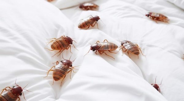 bedbugs treatment