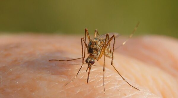 falls-pest-services-pest-banner-mosquito